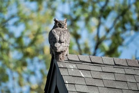 OWL-DECOY-ON-ROOF-TOP | Backyard Chickens Mama