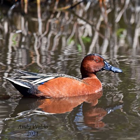 Cinnamon Teal – Imagine Our Florida, Inc