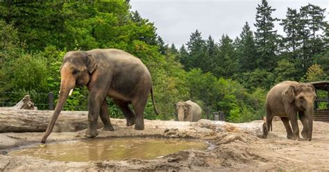 4-year study: elephants get a new habitat | Noldus