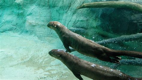 Giant River Otter - The Houston Zoo