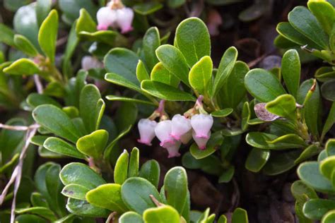 The 10 Best Evergreen Ground Cover Plants that Grow Quickly