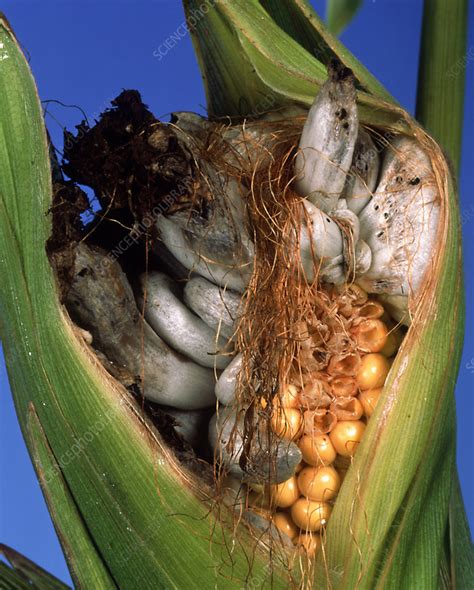 Maize damage by corn smut fungus - Stock Image - B275/0018 - Science ...