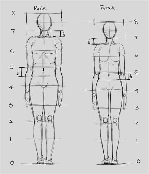 PROPORTIONS by AbdonJRomero on DeviantArt | Human anatomy drawing, Drawing body proportions ...