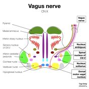 Vagus Nerve Pathway