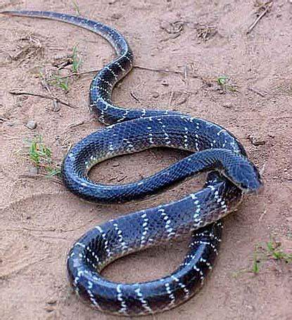 Krait - Likes Water, Deadly Bite | Animal Pictures and Facts | FactZoo.com