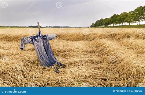 403 Corn Field Scarecrow Stock Photos - Free & Royalty-Free Stock Photos from Dreamstime