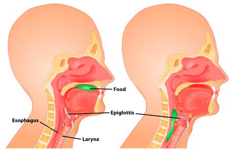 What is the function of the epiglottis? | Socratic