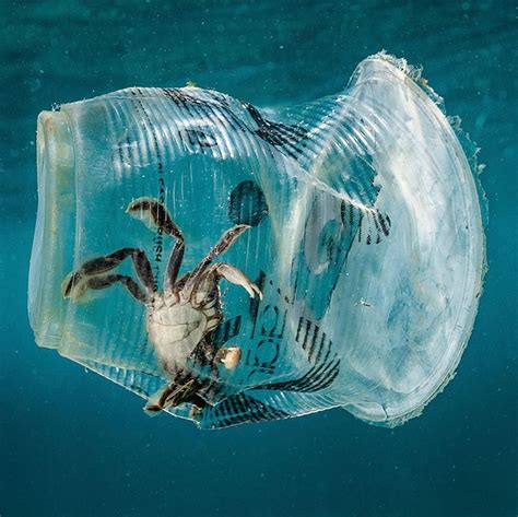 A crab stuck in plastic underwater shows the negative impact of single-use plastic sachets Ocean ...