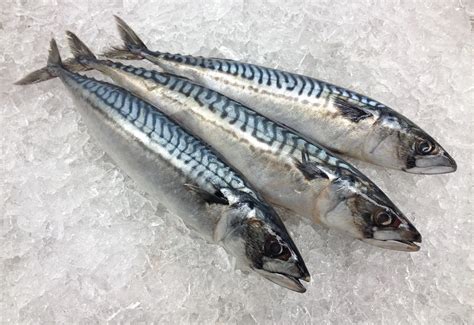 Mackerel Fish Guide: Habitat, Diet, Life Cycle, and Facts - FishOnTips