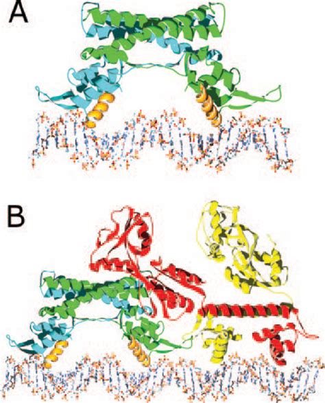 Models of protein·DNA complexes | Download Scientific Diagram