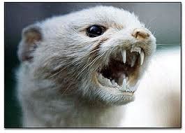 Image - Stoat.jpg | Deadliest Beasts Wiki | FANDOM powered by Wikia