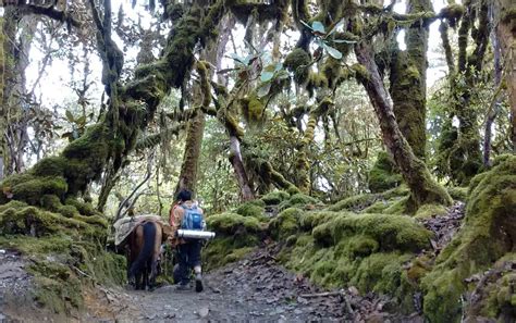 Dolo Mando Trekking, Ziro Tourism 2021 | How to reach for Dolo Mando ...