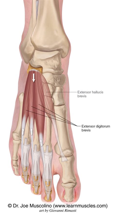 Extensor Digitorum Longus Action