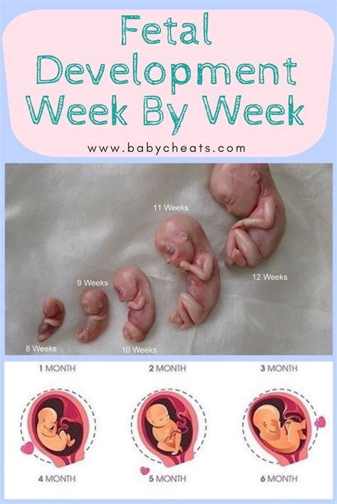 Fetal Development Week By Week The development of #amazingly #Baby # ...