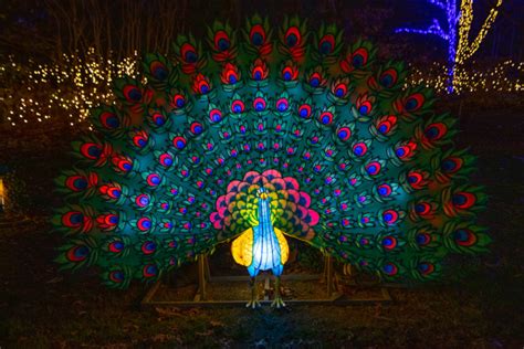 First Look: Bronx Zoo Holiday Lights – Westchester Family