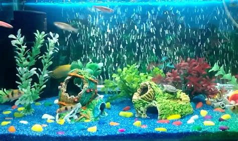 Aquarium Air Stones: Should you use one? | The Aquarium Club