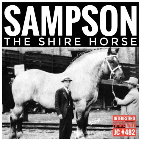 482: "Sampson the Shire Horse" — JC