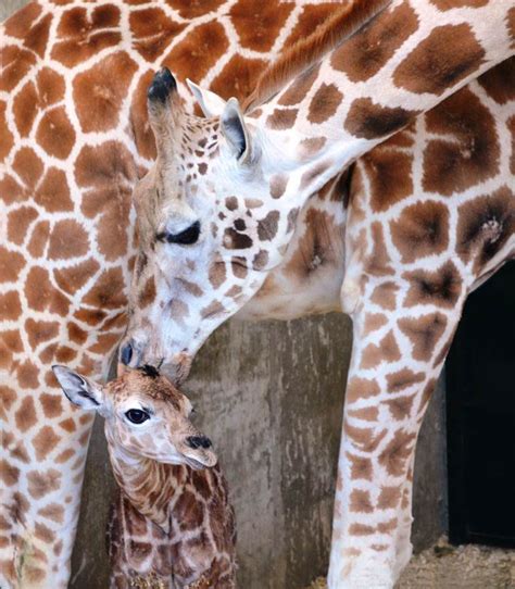 Rare Giraffe Born At LEO Zoological Conservation Center (VIDEO) - dBTechno