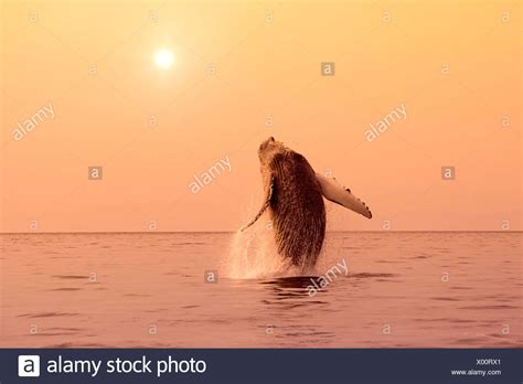 Humpback Whale Breaching Sunset Alaska Stock Photos & Humpback Whale Breaching Sunset Alaska ...