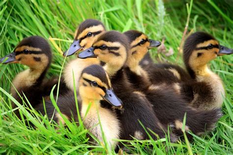 Identifying Duck Breeds