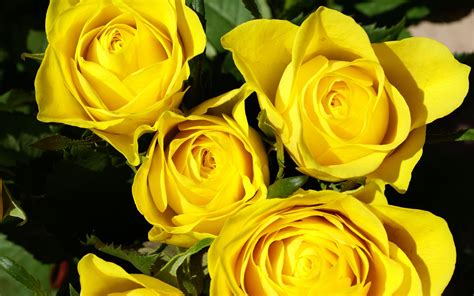 3D Yellow Rose Wallpapers | Best Yellow Rose HD LiveWallpaper