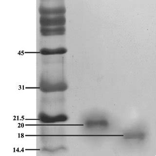 Tricine-SDS-PAGE of the purified extracts.Lane 1: Low molecular weight... | Download Scientific ...