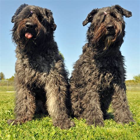 Bouvier des Flandres | Dog Breeds