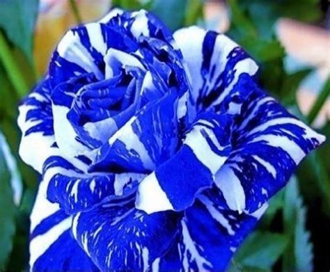 20 Seeds - Rare Blue Strip Shrub Dragon Rose Flower Bush Exotic Plant ...