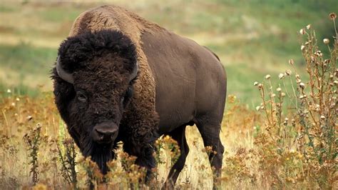 Native American Buffalo Wallpapers - Top Free Native American Buffalo ...