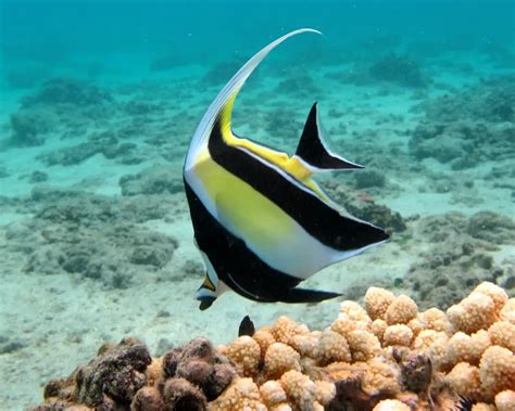 Moorish idol - Facts, Diet, Habitat & Pictures on Animalia.bio