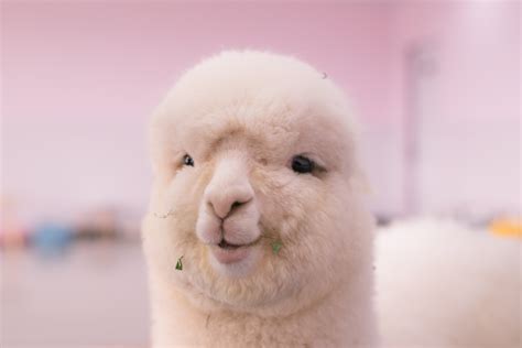 250+ Cute and Funny Llama Names - PetHelpful