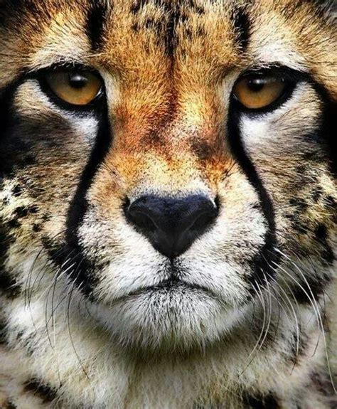 Cheetah close up | Animal stock photos | Pinterest