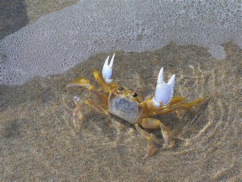 An Atlantic Ghost Crab playing in the Tide 6 Photograph by Adam Riggs ...