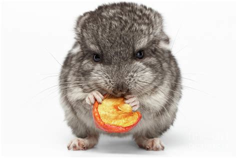 Gray Baby Chinchilla Eating Apple on white Photograph by Sergey Taran