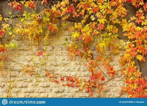 Bright Autumn Leaves of a Climbing Plant on a Beige Wall Stock Image ...