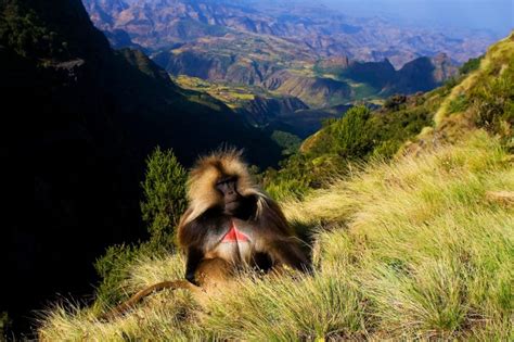 Simien Mountains National Park | Absolute Ethiopia