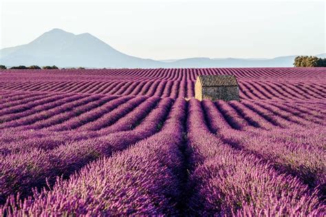 Complete Guide to Visiting the Lavender Fields in Provence | She Wanders Abroad