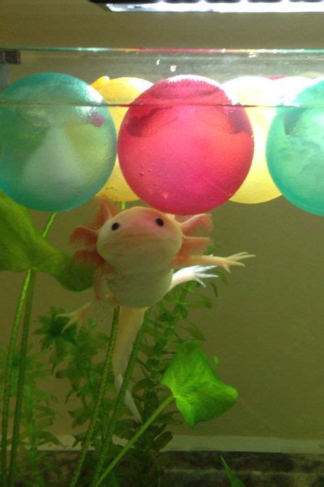 9 Best Axolotl tank images | Axolotl tank, Axolotl, Fish tank