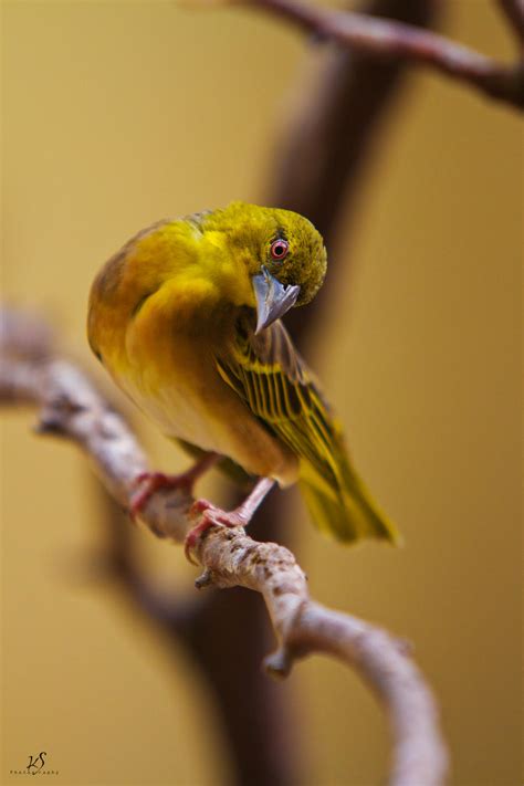 Weaver bird by KrisSimon on DeviantArt