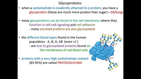 Lecture 10C - Glycoproteins and Lectins - YouTube