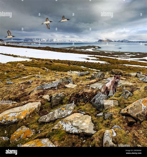 Arctic fox habitat Stock Photo - Alamy