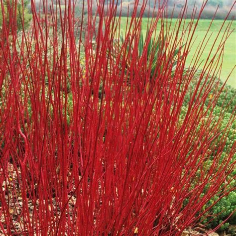 Cornus 'Red Stem Dogwood' 8" Pot - Hello Hello Plants