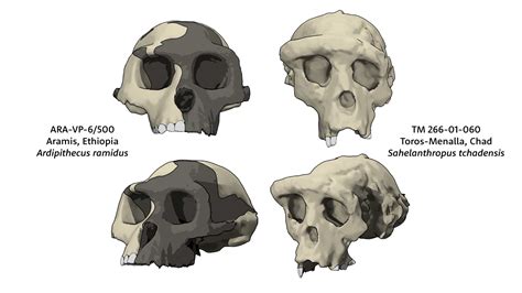 Guide to Sahelanthropus, Orrorin and Ardipithecus