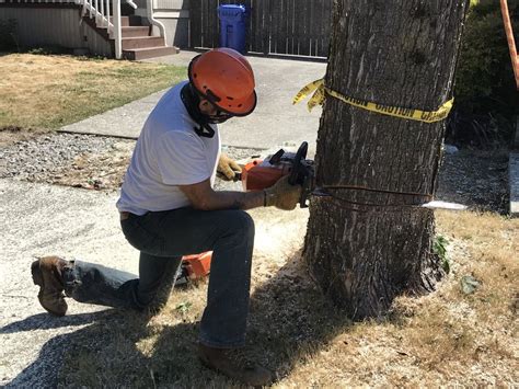 Tree Removal by Tree Masters Tree Service Portland, Oregon