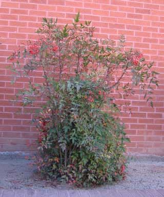 Pruning 101-Nandina