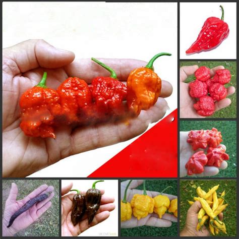 200pc Carolina Reaper Seeds OutletTrends.com Free Shipping Up to 70% OFF