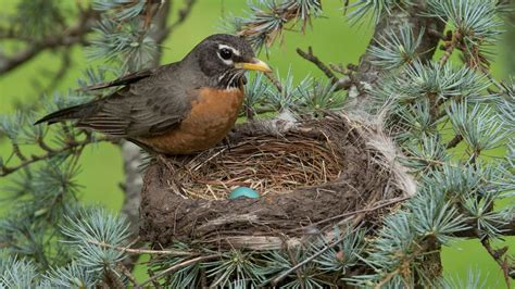 Why do birds lay eggs in the spring? - Mystery Science