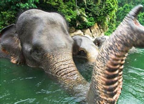 Sumatran Elephant Now Critically Endangered, WWF Says – Asian Scientist Magazine