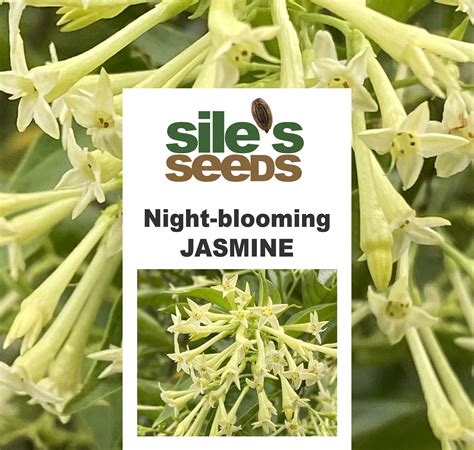 Night Blooming Jasmine Seeds 10 Seeds. - Etsy