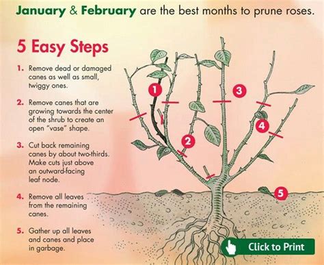The right way to prune roses | Pruning roses, Growing roses, Hybrid tea ...
